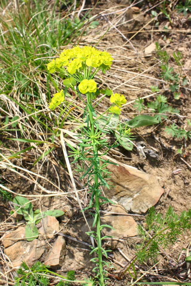 Euphorbia da determinare ? - Euphorbia cyparissias